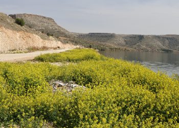 Kayyım, AKP’li başkana şoför tuttu