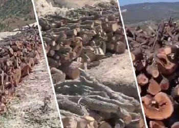 Gabar’da ağaç kıyımı büyüyor