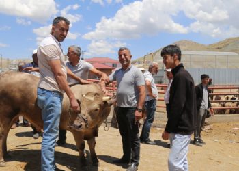 Kriz hayvan pazarını da vurdu: Ekonomi ancak barışla düzelir