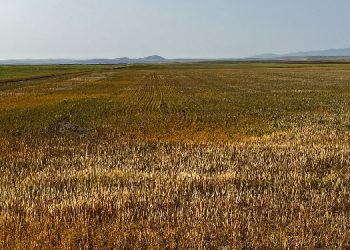 Kulu ve Cihanbeyli’de tarlalarda verim yüzde 80 düştü