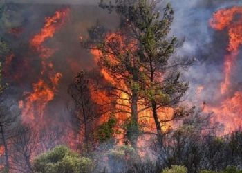 İzmir’de bir ayda 26 bin hektar alan yandı