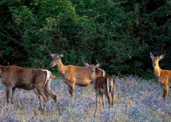 Eskişehir’de yaban hayvanı avı ihalesine tepki