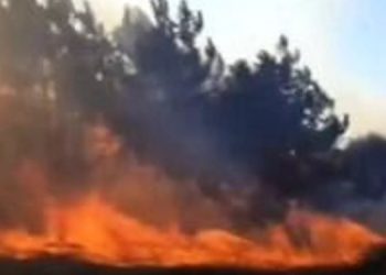 Cezayir’de iki hafta bin 550 yangın, 6 kişi yaşamını yitirdi