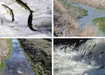 Tatlı su kaynakları yok oluyor, inci kefali yaşam alanını kaybediyor
