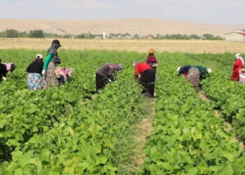 Toprak: Yurttaşlar, yeterli ve sağlıklı gıdaya ulaşamıyor Toprak: Yurttaşlar, yeterli ve sağlıklı gıdaya ulaşamıyor