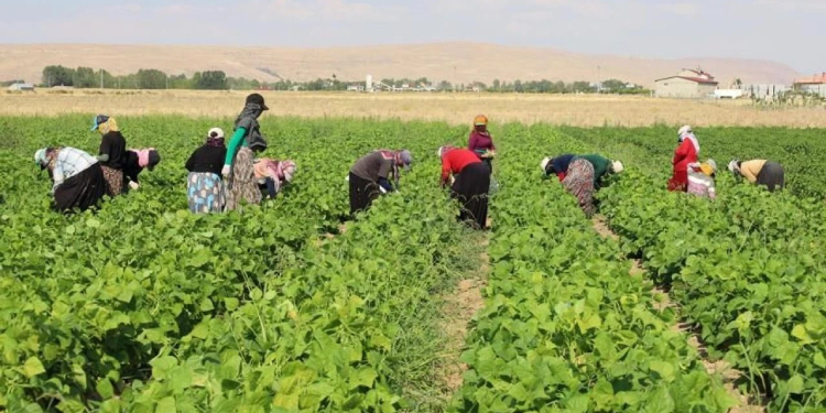 Toprak: Yurttaşlar, yeterli ve sağlıklı gıdaya ulaşamıyor Toprak: Yurttaşlar, yeterli ve sağlıklı gıdaya ulaşamıyor