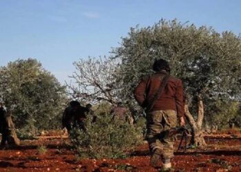 Efrîn’de ağaçlar kesilmeye devam ediyor Efrîn’de ağaçlar kesilmeye devam ediyor