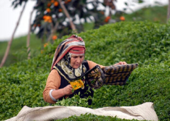 Hopa’dan Rize Ticaret Borsası’na çay tepkisi
