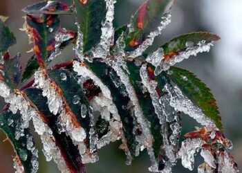 Tarım ve Orman Bakanlığından zirai don uyarısı