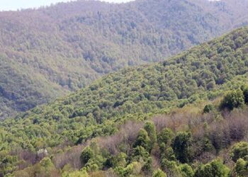 Kocaeli’de ormanlık alanlara giriş yasağı