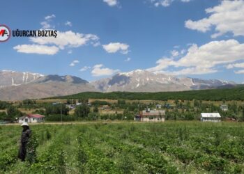 Munzur Dağları’nda çilek üreterek iş olanağı sağlıyor