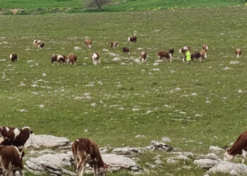 Sağlık Müdürlüğü’nün “olumsuz” raporuna rağmen GES’e onay