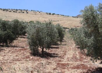 Tut Dağı çevresindeki mermer ve taş ocaklarına tepki: Yaşam alanlarımız yok ediliyor Tut Dağı çevresindeki mermer ve taş ocaklarına tepki: Yaşam alanlarımız yok ediliyor