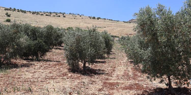Tut Dağı çevresindeki mermer ve taş ocaklarına tepki: Yaşam alanlarımız yok ediliyor Tut Dağı çevresindeki mermer ve taş ocaklarına tepki: Yaşam alanlarımız yok ediliyor