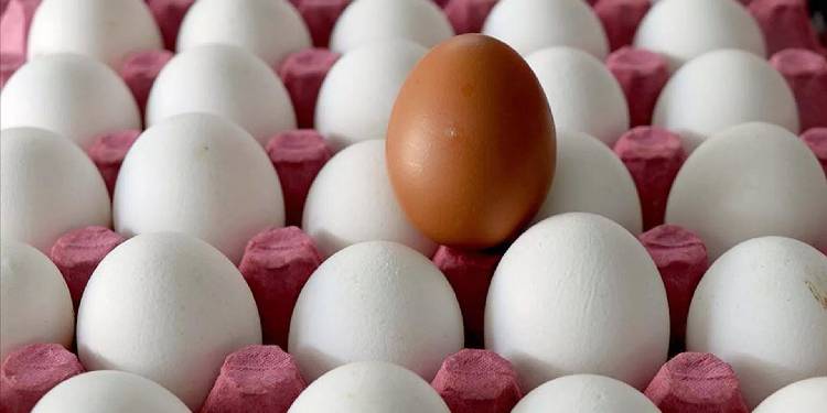 ABD’de 19 milyon yumurta Salmonella riski nedeniyle toplatılıyor ABD’de 19 milyon yumurta Salmonella riski nedeniyle toplatılıyor