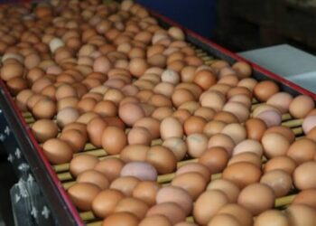 İngiltere’de ithal yumurta kaynaklı salgın: 1 kişi yaşamını yitirdi İngiltere’de ithal yumurta kaynaklı salgın: 1 kişi yaşamını yitirdi