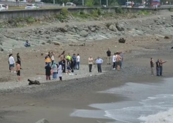 Rize’de denize giren kardeşlerden biri yaşamını yitirdi, diğeri aranıyor Rize’de denize giren kardeşlerden biri yaşamını yitirdi, diğeri aranıyor
