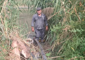 Gediz’de toplu balık ölümleri: Çiftçiler sulamayı bıraktı