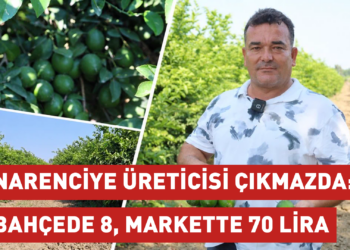 Narenciye üreticisi çıkmazda: Bahçede 8, markette 70 lira