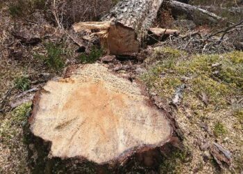 Zonguldak’ta 1183 yıllık porsuk ağacını kestiler